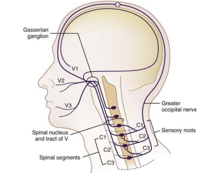 Facial Pain That Is Not a Dental Problem | TMJ Explained Houston